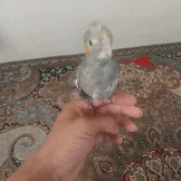 عروس هلندی سینامون