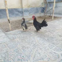 فروشی
