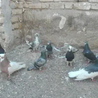 کبوتر