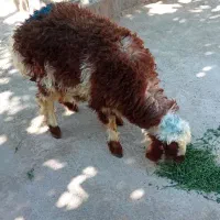 یک عدد بره ماده برای تخمی