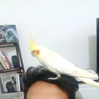 جفت عروس با قفس