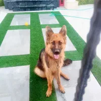 سگ ژرمن