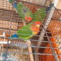 کوتوله برزیلی