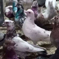 کفتر پرشی