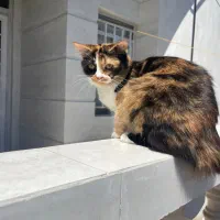 گربه|گربه|گنبد کاووس, |دیوار