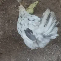 مرغ و خروس گلین فول کرچ همراه با جوجه