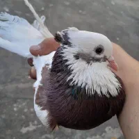 کبوتر طوقی