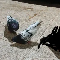 جوجه کفتر کله سیاه