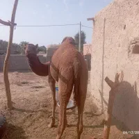 وضعیت جسمانی سالم