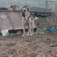 سگ سرابی  نر ماده
