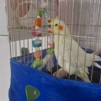 عروس هلندی