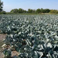 ضایعات کلم تابستانی برای گاو و گوساله و گوسفند