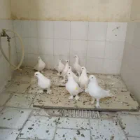 کبوتر