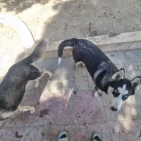 سگ هاسکی نر و ماده جهت واگذاری
