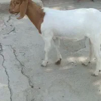 دو عدد کهره نر بوئر ۵۰ درصد