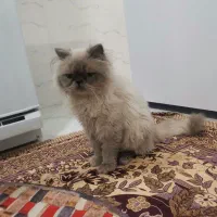 گربه|گربه|تربت‌حیدریه, ترمینال|دیوار