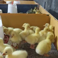 فروش جوجه غاز وقو قاز لیندا