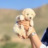 توله ماده از نژاد پودل کراس شیتزو