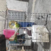 مرغ عشق