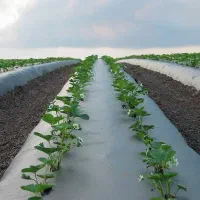 مالچ - پلاستیک -نخ -چسب -سلولزی