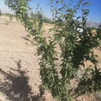 فروش-باغ-شهری