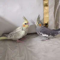 جوجه عروس ۲ ماه
