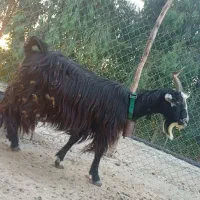 یک رس بز دوغلو زا شهر کردی