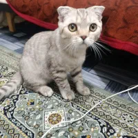 گربه