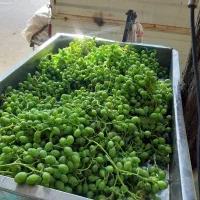 ابغوره خالص بطری ۲۵۰هزار