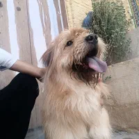 سگ ترییر چاو چاو