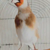 موبایل‌سهره (توضیحات)