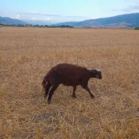 بره قوچ افشار بروجردی