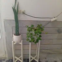 گل وپایه