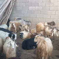 تعدادی بز جوان بفروش میرسد