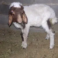 فروش بره نر