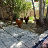 فروش دو خروس یکساله بزرگ یکی سیاه یکی برهما