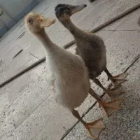 اردک