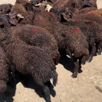 بره نر،گوسفند