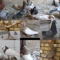 کبوتر دم زرد یهودی زرد کاکل سبز طوقی شهری سینه