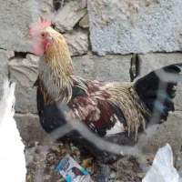 یک جفت عالی خروس + مرغ