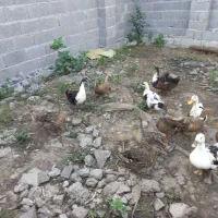 اردک