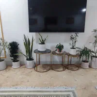 گل طبیعی