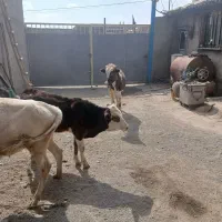 فروش سه راس گوساله نر سیمینتال