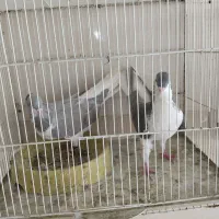 ساده سربی یک جفت خال