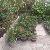 فروش گل وگیاه