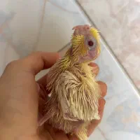 جوجه عروس هلندی
