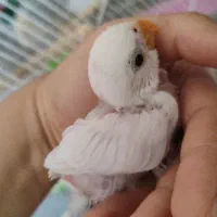 طوطی برزیلی سرلاکی دم آبی