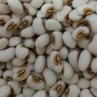 لوبیا چشم بلبلی زرد