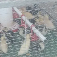 جوجه اردک اسرائیلی