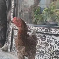 مرغ دورگه لاری